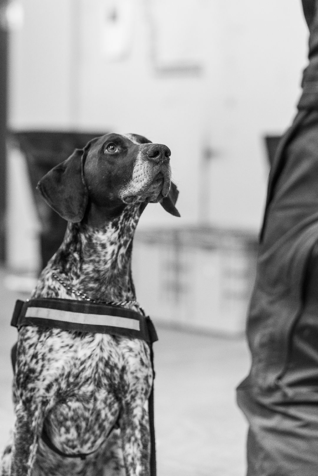 Resized_K9-1013001_3950 Foto: Marcus Tari
